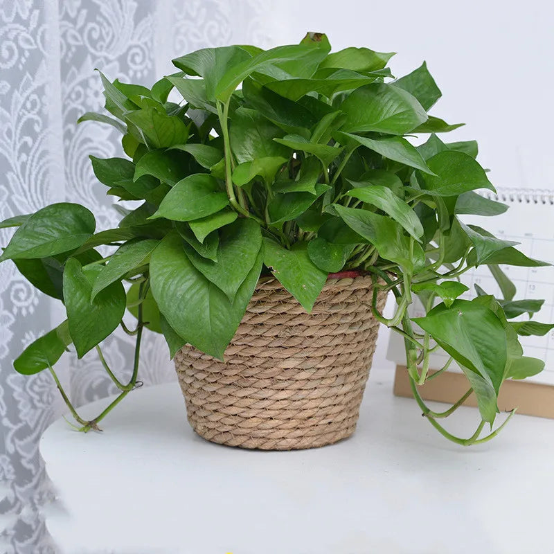 Maceta tejida de paja para plantas, cesta para macetas, cesta para macetas de interior y exterior, contenedor para plantas plantables 